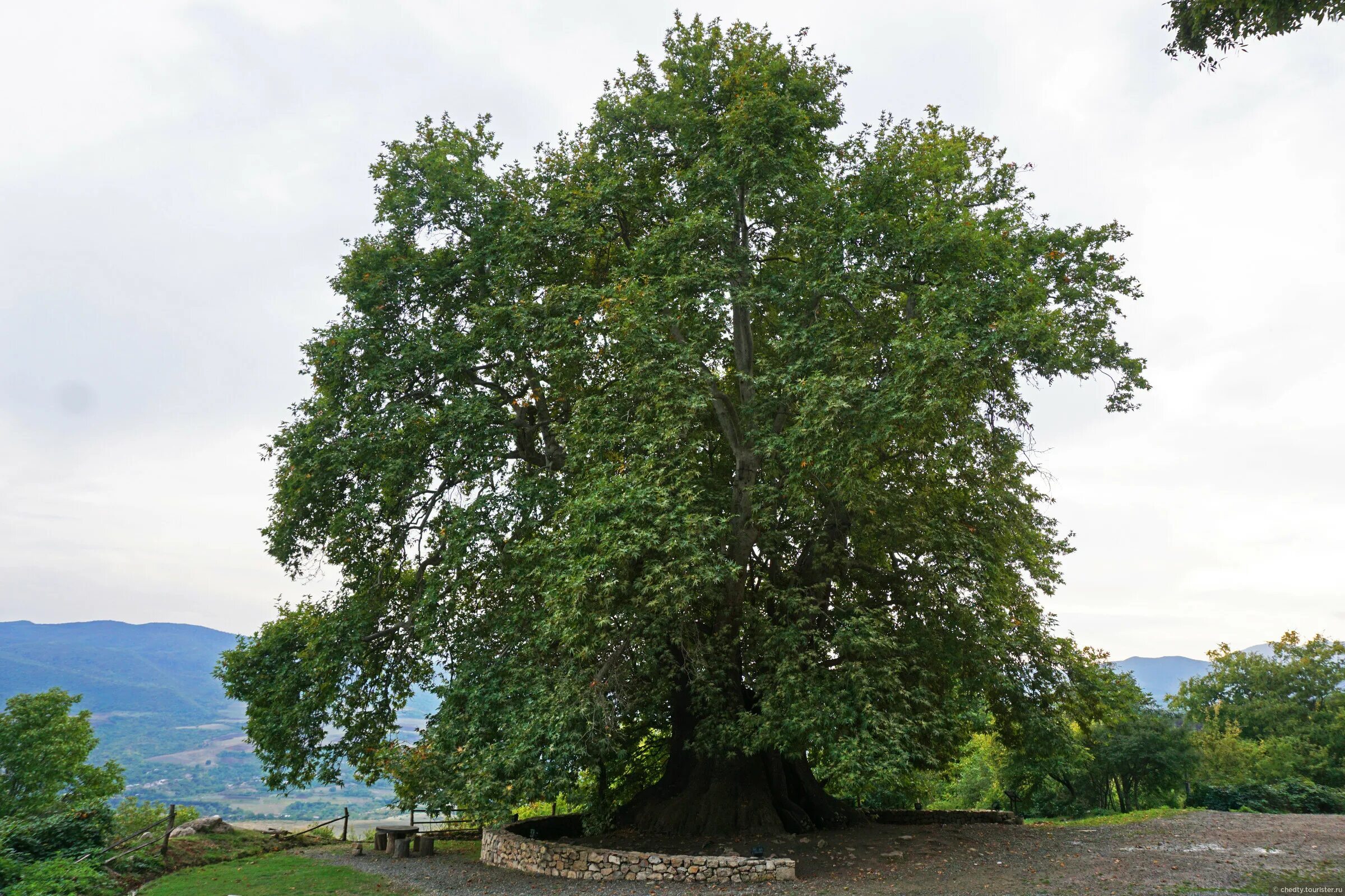 Телефон чинара. Дерево чинар в азербайджане. Чинар дерево. Platanus orientalis дерево. Дерево чинар в азербайджане.