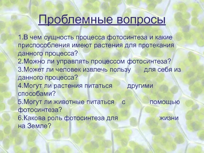 Значение в области какой ботанической. Задачи по теме фотосинтез. Вопросы по теме фотосинтез. Проект фотосинтез. Вопросы про фотосинтез с ответами.