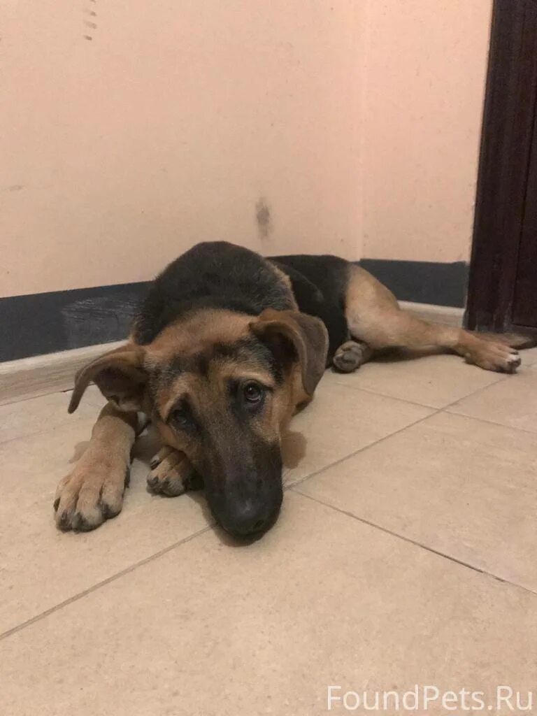Потеряшки собаки санкт петербург. Ищу чёрный собаку в санкт-петербурге сегодня. Фото найденных собак в санкт-петербурге. Метис собака. Срочно нужен куратор и передержка.