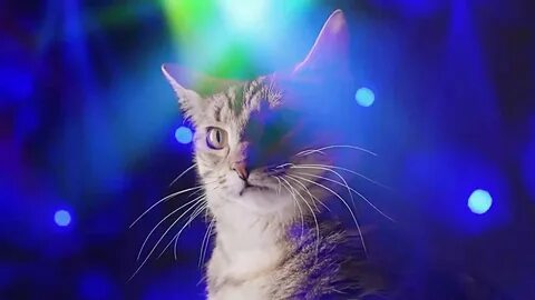 Dancing cats music