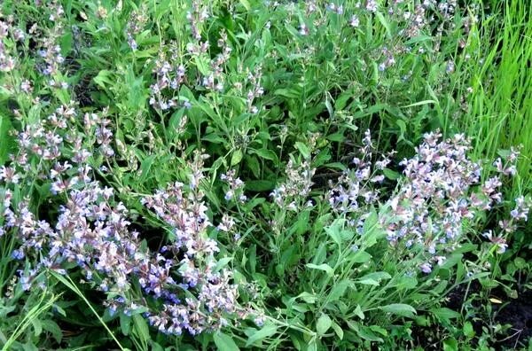 Шалфей лекарственный кубанец. Шалфей кубанский. Шалфей лекарственный (salvia officinalis). Шалфей лекарственный кубанец гавриш. Шалфей лекарственный кубанец гавриш.