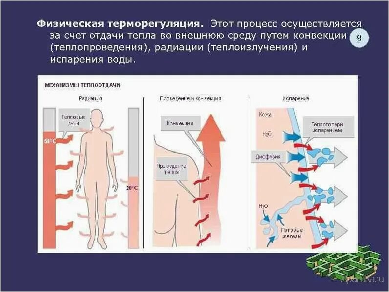 Терморегуляция организма человека. Механизм теплоотдачи организма. Теплорегуляция организма человека. Процесс отдачи тепла. Испарение пота с поверхности кожи