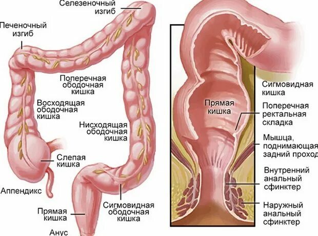Кишечник и мочевой пузырь. Давящие боли на прямую кишку. Киста брыжейки кишечника. Давящие боли на прямую кишку. Боль в заднем проходе причины.