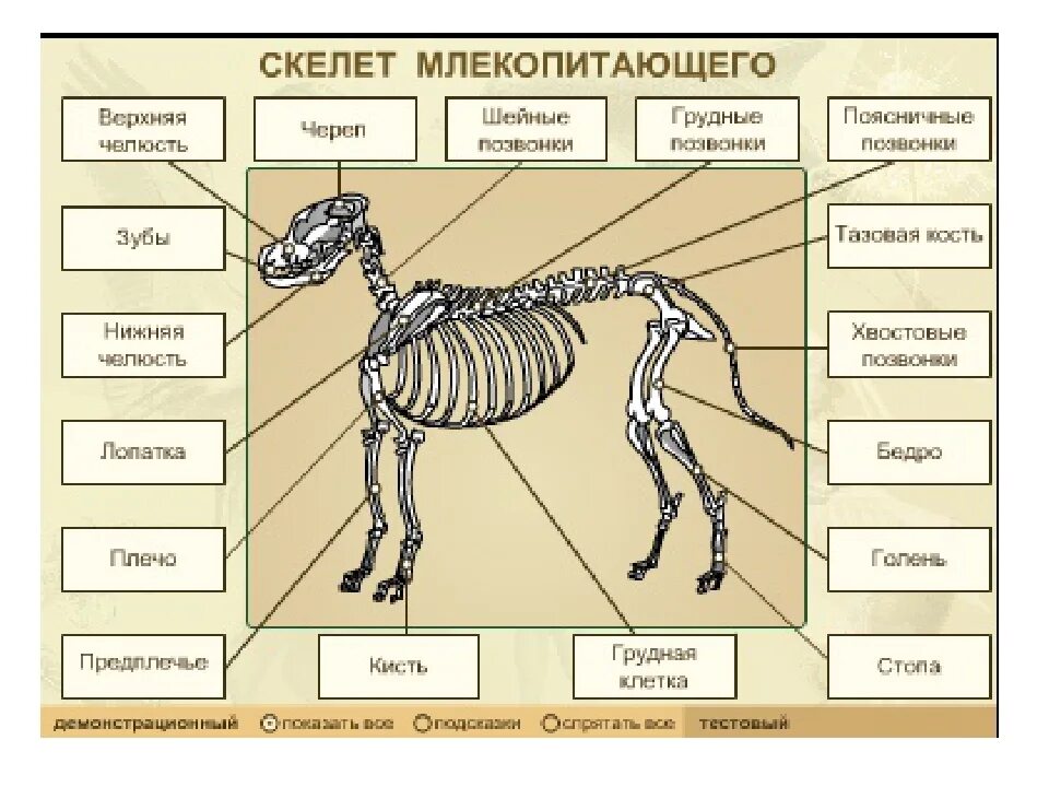 Деление скелета на отделы. Скелет млекопитающих анатомия. Опорно двигательная система млекопитающих схема. Кости скелета млекопитающих. Опорно двигательная система скелет собаки.
