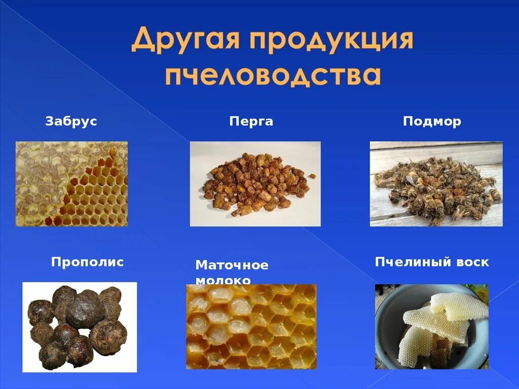 Продукты пчеловодства и их использование. Продукты пчеловодства. Продукты пчеловодства названия. Полезные продукты пчеловодства. Продукция из меда.