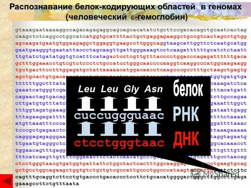 Последовательность аминокислот в белке. Гены иммуноглобулинов иммунология. Кодирующий участок молекулы днк. Узнавание белков. 1 молекула белка кодируется.