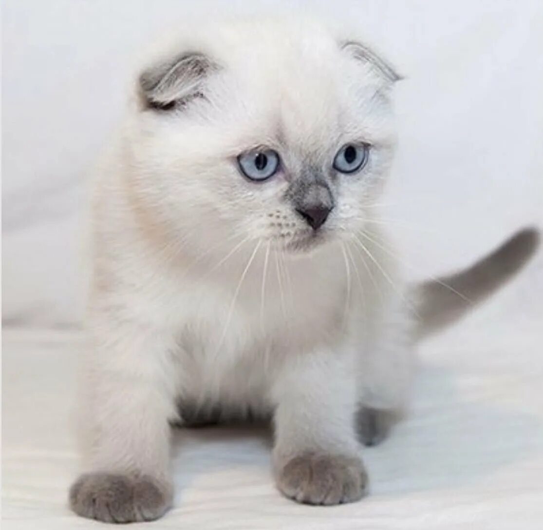 Шотландская блю поинт страйт. Котята блю поинт. Блю пойнт котенок британец. Сиамские коты блю поинт. Котята блю поинт.