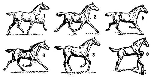 Аллюр лошади иноходь. Галоп Рысь Аллюр иноходь. Шаг Рысь галоп и иноходь. Аллюр шаг лошади. Читать иноходец 5