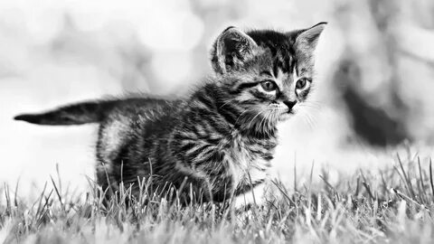 Картинка котик чб