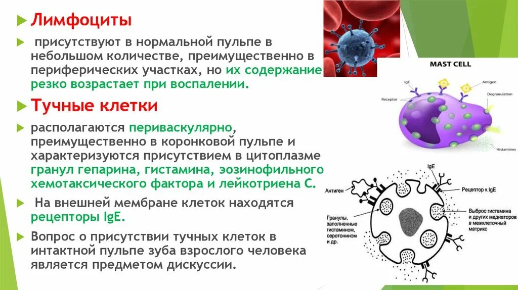 Лимфоциты безъядерные клетки. B-лимфоциты клетки млекопитающих. Лимфоциты строение. Лимфоцит строение клетки. Размер лимфоцитов