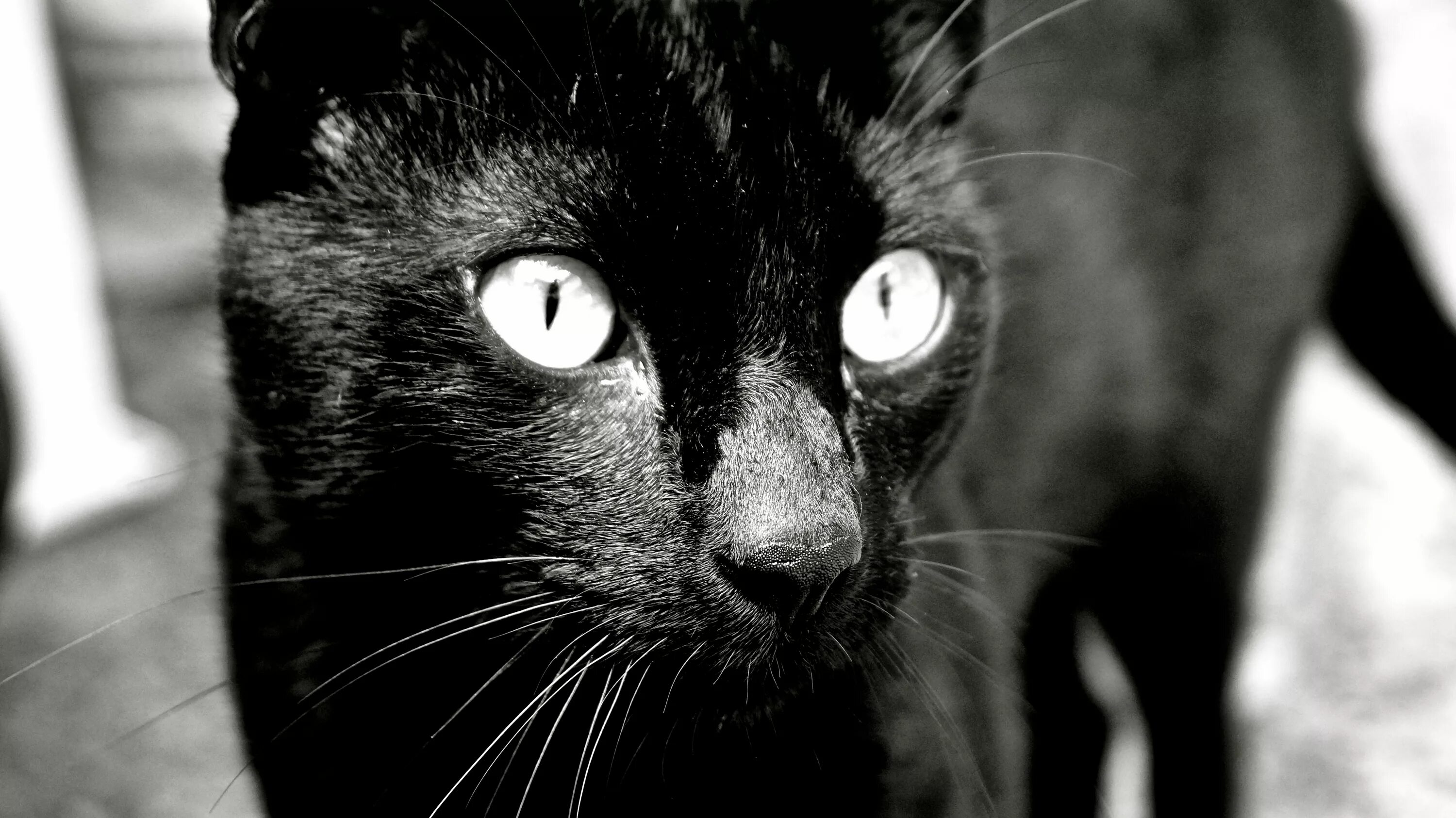 Чёрный кот. Одноцветная черная кошка. Одноцветные коты. Монохромный кот.