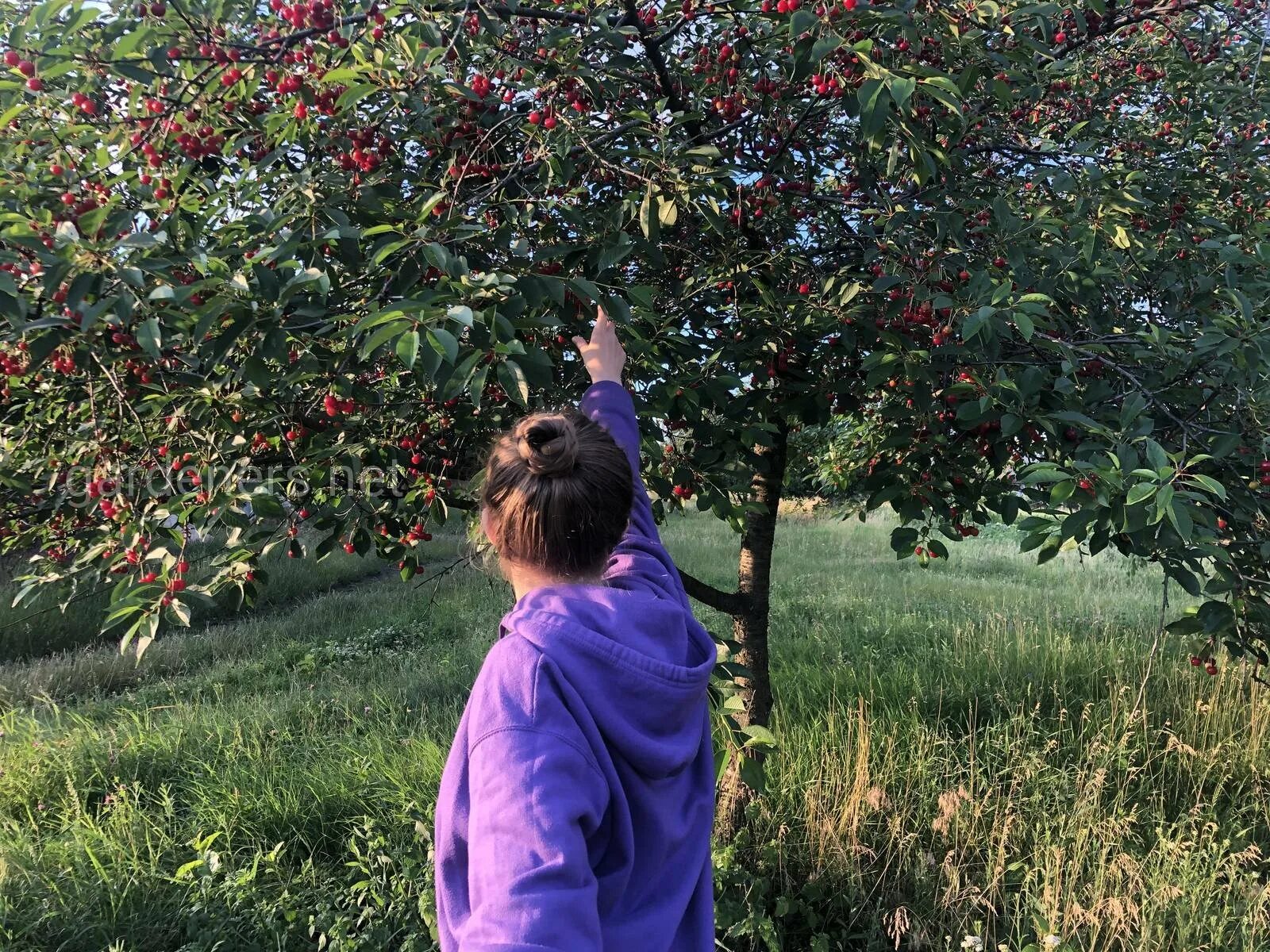 Вишня Шоколадница. Вишня Хуторянка. Вишня Шоколадница высота и ширина взрослого дерева. Вишня Шоколадница цветение.