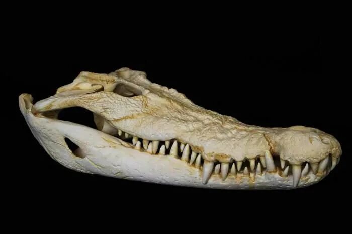 Челюсть рептилий. Гребнистый крокодил скелет. Череп гребнистого крокодила. Челюсти крокодила анатомия. Скелет нильского крокодила.
