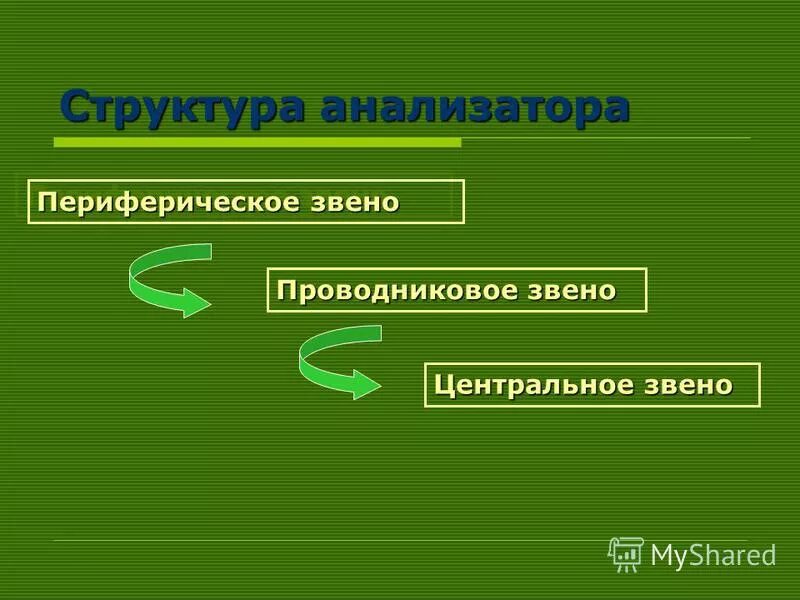 Проводниковое звено. Периферическое звено. Звенья анализатора.