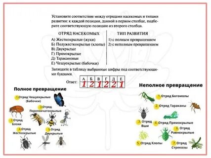 Вставьте в текст развитие насекомых