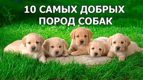 10 добрых собак