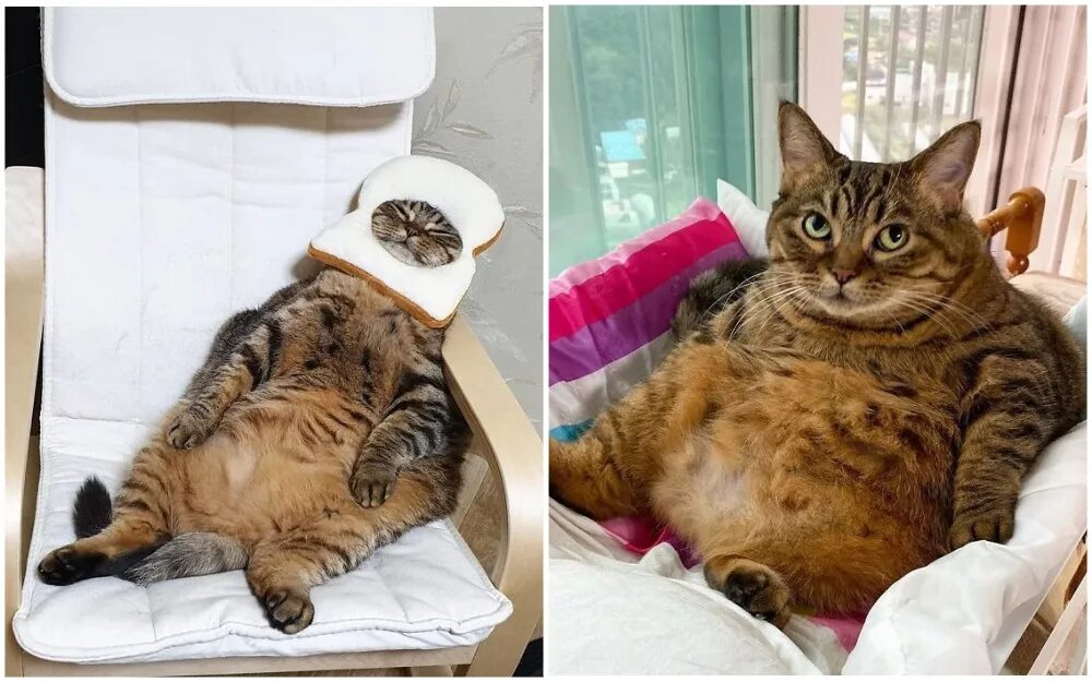 Толстый кот манго. Кот манго. Кошка манго. Котики смешные. Кот ест.