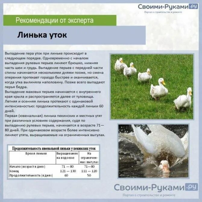 Утка стар 53 описание породы. Утята Мулард,Стар 53,Фаворит. Муларды утки описание породы. Утка породы Мулард характеристика. Муларды вес взрослой утки.