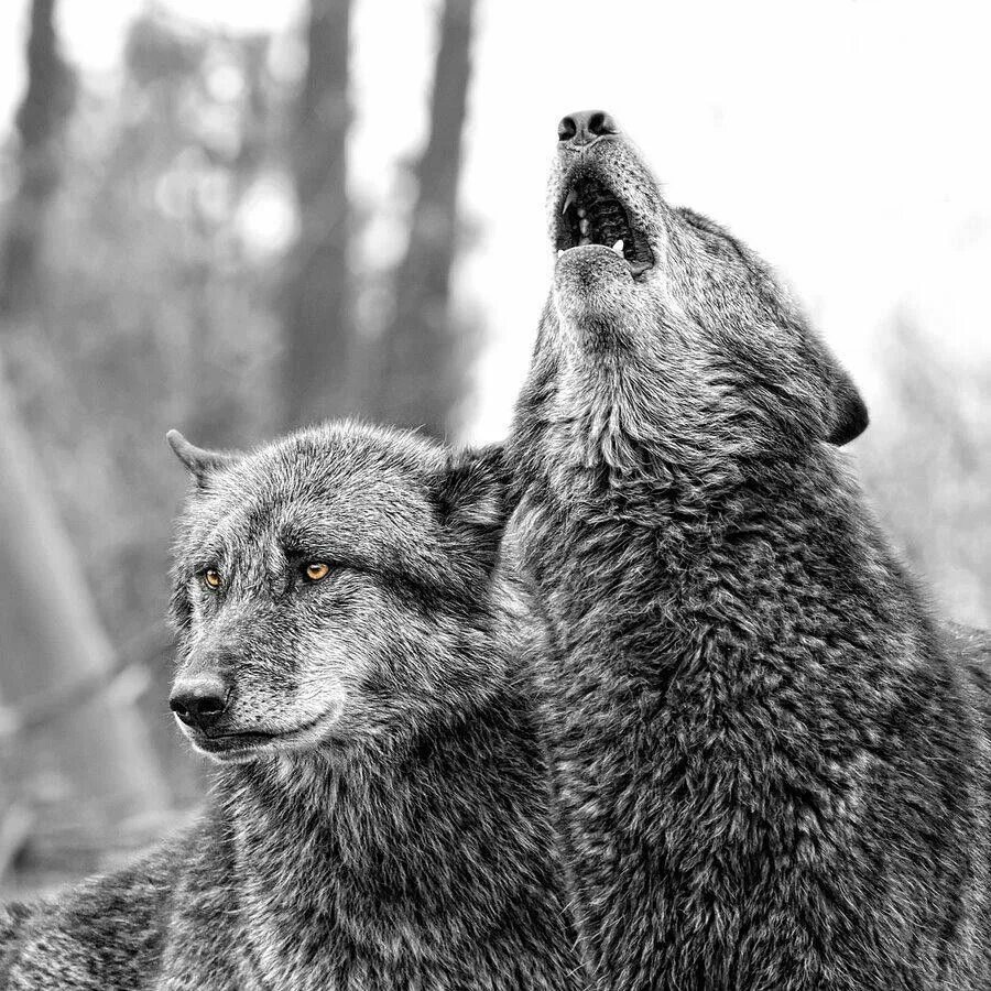 Брат не кинет. Волк волку брат песня. Фильм восхождение черного волка. Неважно кто напротив важно кто. Шансон волков.