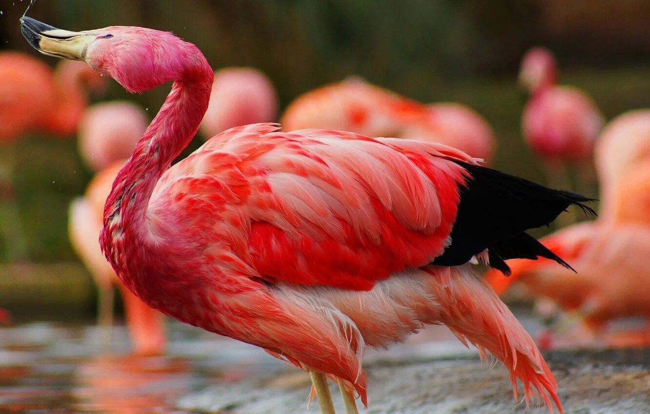 Красив фламинго. Зеленый Фламинго. Желтый Фламинго. Розовый Фламинго рыбка. Разноцветные Фламинго.