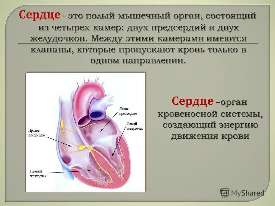 Слепое сердце это. Сердце. Черце.