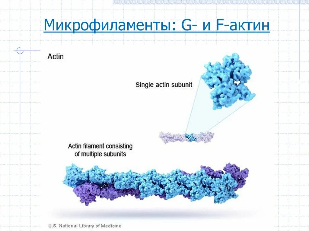 Актин состоит. G актин и f актин. Актин структура. Актин белок структура. Глобулярный актин.