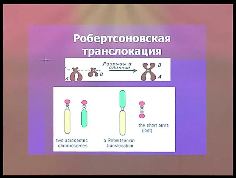 Носителем транслокации. Носителем транслокации