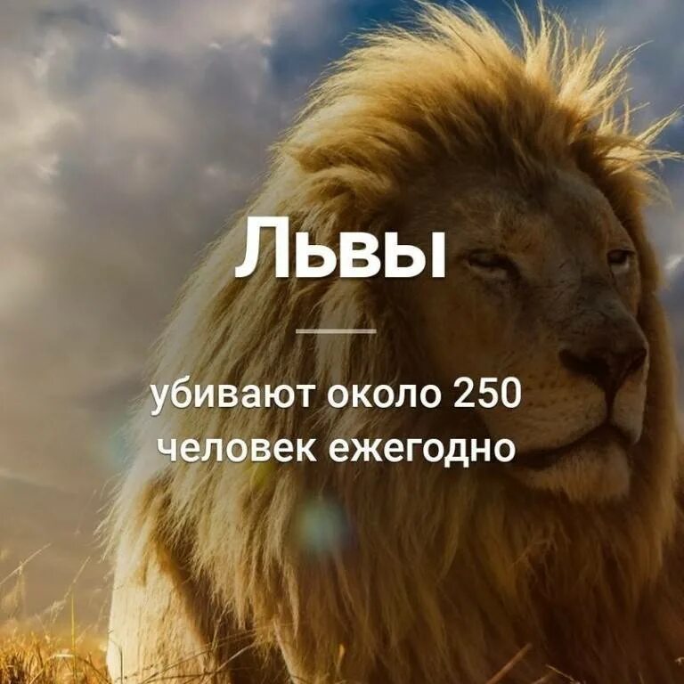 Продолжите фразу льва. Факты о львах. лев цитаты. интересные факты про львов. лев интересный.