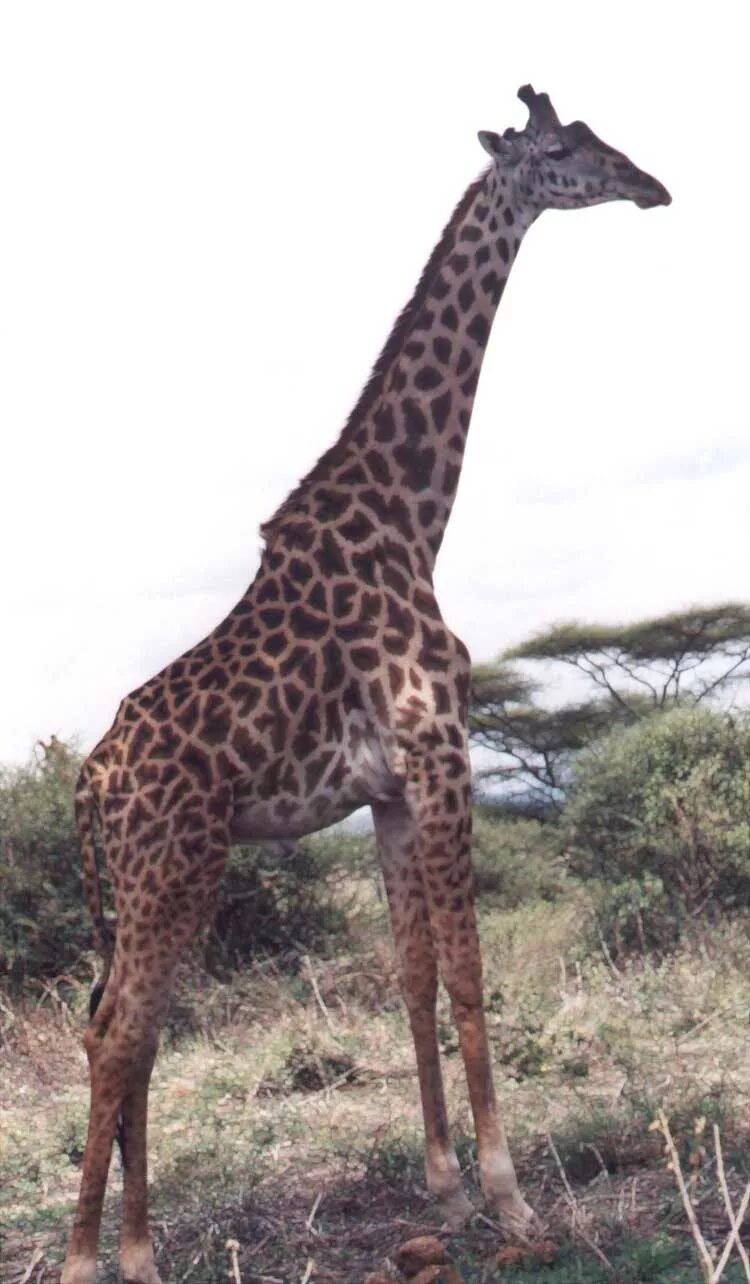 Как правильно пишется жираф. Жираф (giraffa camelopardalis). жираф пописать.