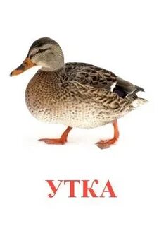 Картинка утка для детей обучение грамоте