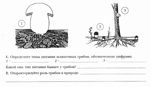 Лабораторная работа шляпочные грибы 7 класс. Проверочные карточки по теме грибы биология. Строение гриба без подписей. Строение грибов задание по биологии. Задания строение грибов.