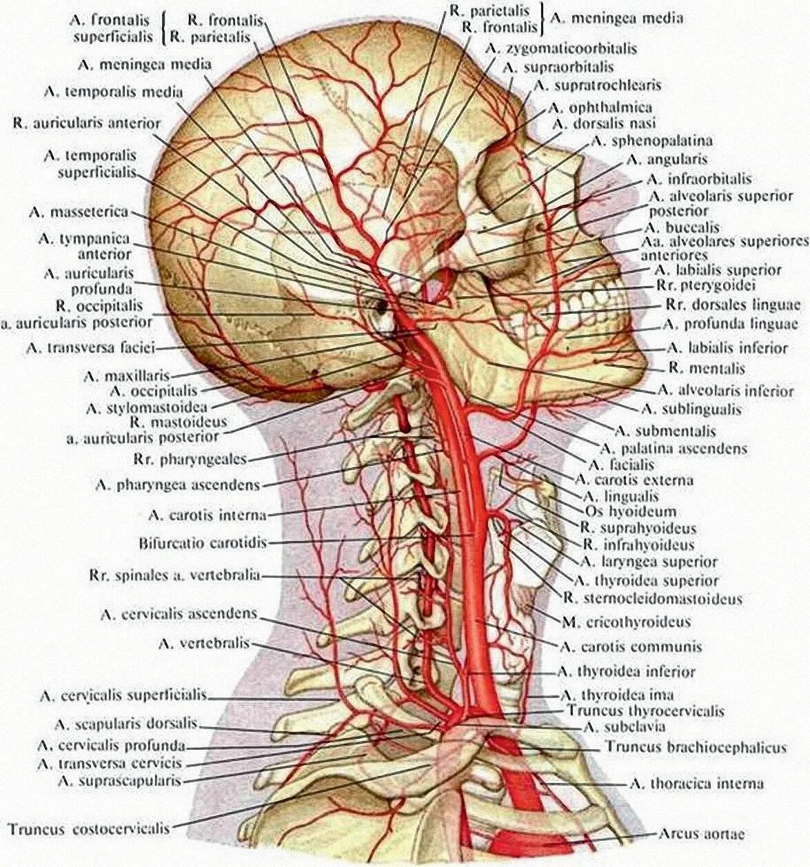 Внутренняя вена латынь. Внутренняя Сонная артерия Неттер. Наружная Сонная артерия топография. Наружная Сонная артерия анатомия ветви. Топографическая анатомия наружной сонной артерии.