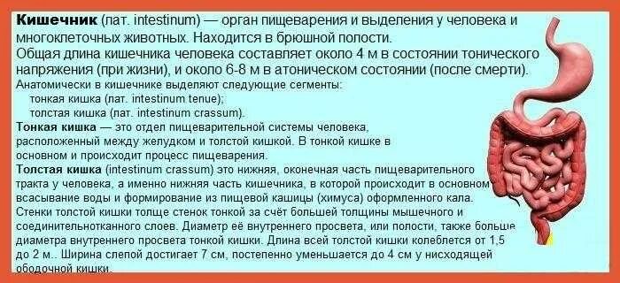 Расстройство желудка и кишечника симптомы и лечение. Рези и спазмы в кишечнике. спастическое сокращение кишечника. спастические боли в кишечнике.
