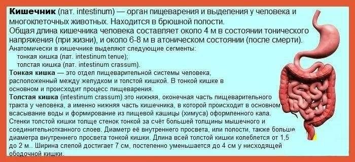 Колика кишечника симптомы лечение. Спастическое сокращение кишечника. Спастические боли в кишечнике. Переполненный кишечник.