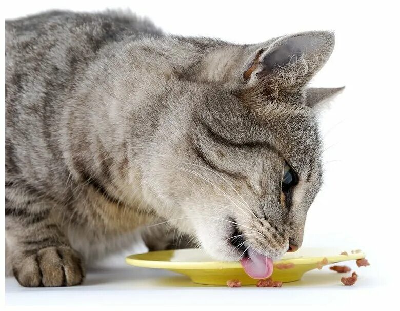 Фото клипарт беременная кошка ест. Кошка кушает. Котенок кушает. Кошка кушает корм. Рыжая кошка кушает.