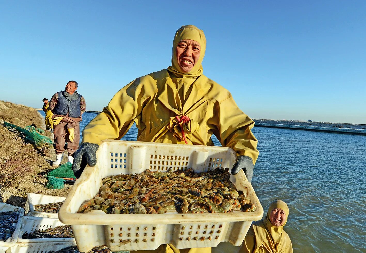 Урожай моря. Урожай моря. Урожай кукурузы. Урожай моря. Саженцы облепихи.