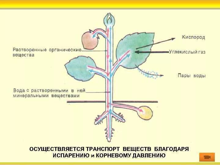 Передвижение веществ у растений 6 класс конспект. Схема передвижения питательных веществ по растению. схема движения питательных веществ у растений. передвижение органических веществ в растении схема. схема транспорта веществ 6 класс.