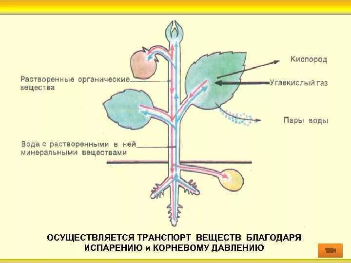 Передвижение веществ по стеблю 6 класс. Схема передвижения питательных веществ по растению. Передвижение органических веществ в растении схема. Схема транспорт веществ в организме растения. Передвижение воды и питательных веществ в растении схема.