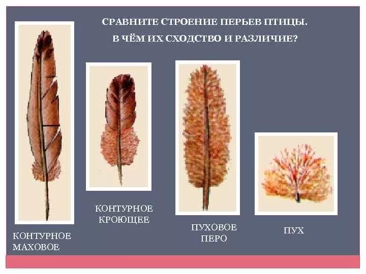 Перья птиц контурные (кроющее) пуховое, пух.. Пуховые перья птиц строение. Пуховое перо птицы строение. Строение пухового пера птицы. Сходства и различия контурного и пухового