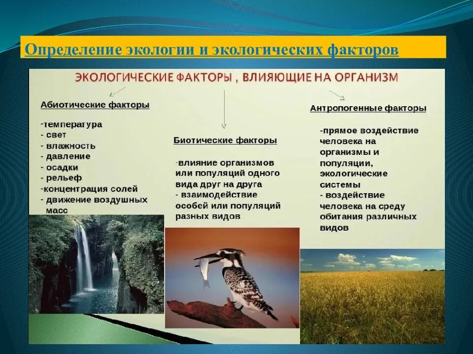 Что такое экологические факторы 5 класс. Экологические факторы и их влияние на организмы. Экологические факторы и их влияние на живые организмы. Влияние живых организмов на экологию. Факторы среды и их влияние на организм.