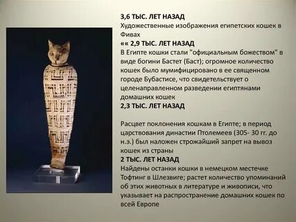 Египетская кошка песня