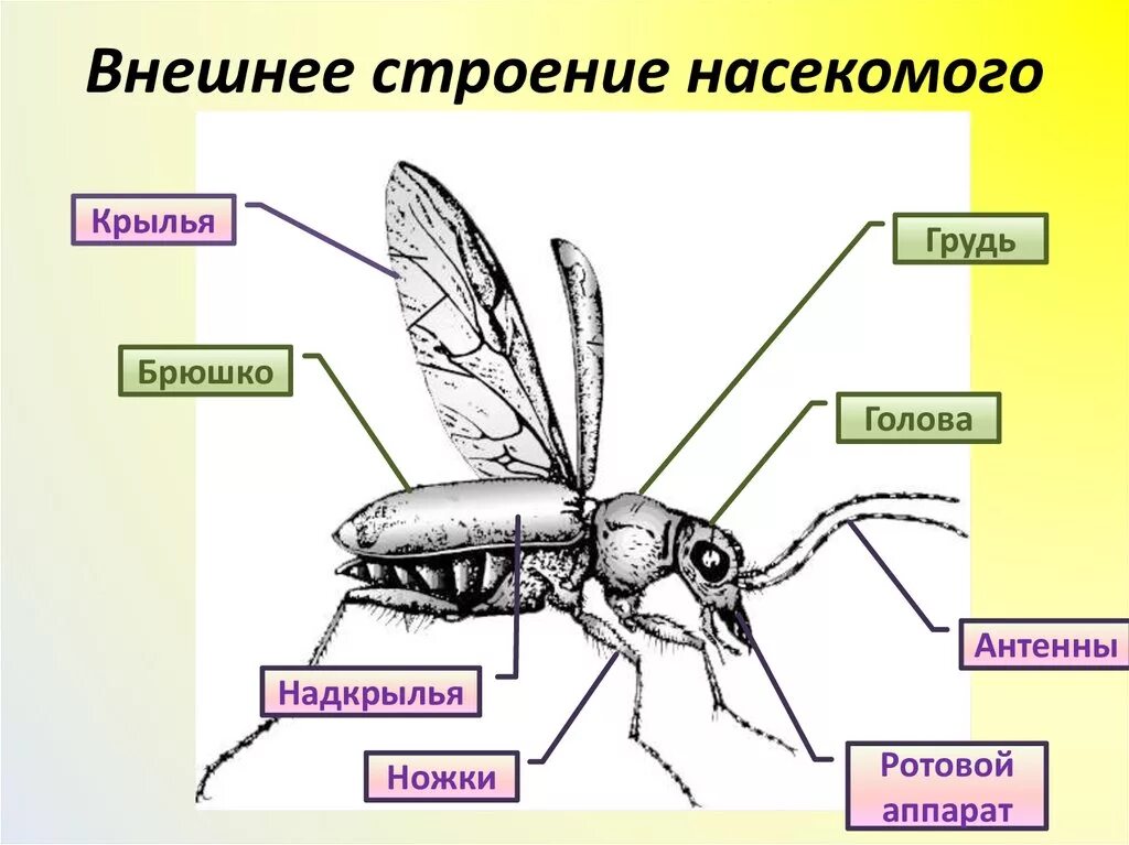 Какие части насекомого изображены. Внешнее строение насекомого рисунок. Строение комара для детей. Строение внешнее насекомых описание. Внешнее строение комара обыкновенного.