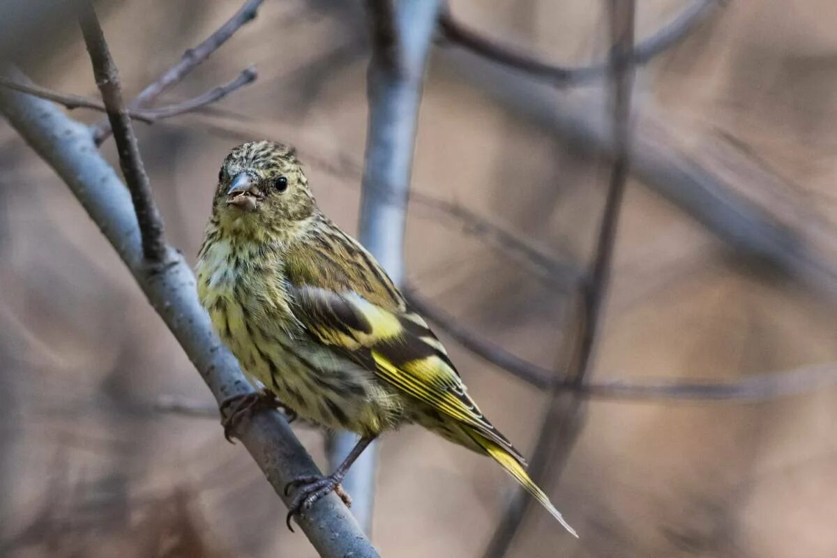 Чиж птица года конкурс. Carduelis Spinus. Spinus Spinus Жаворонок. Сосновый Чиж. Spinus Spinus птенец.