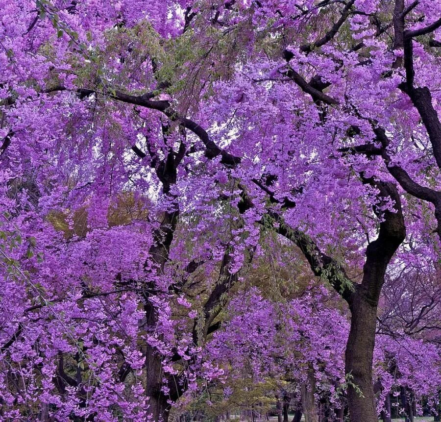 Дерево цветет сиреневыми цветами. Фиалковое дерево джакаранда. Жакаранда куст. Жакаранда розовая. Джакаранда и Павловния.