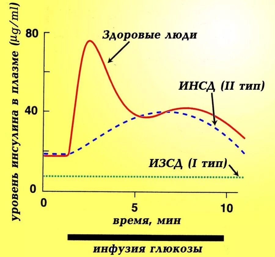Инсулин в течении дня. График уровень Глюкозы инсулина. График уровня Глюкозы в крови у здорового человека. График уровня Глюкозы после еды. График инсулина у здорового человека.