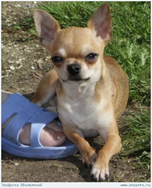 чихуахуа кобель метит. питомник мари мистик. чихуахуа охотничья собака. щенки чихуахуа мерле. чихуахуа кобель метит.