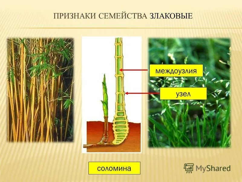 У кукурузы ген укороченные междоузлия. Семейство злаковые кущение. Строение кукурузы. Междоузлия у озимой пшеницы. У кукурузы ген укороченные междоузлия.