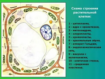 Рис 1 растительная клетка