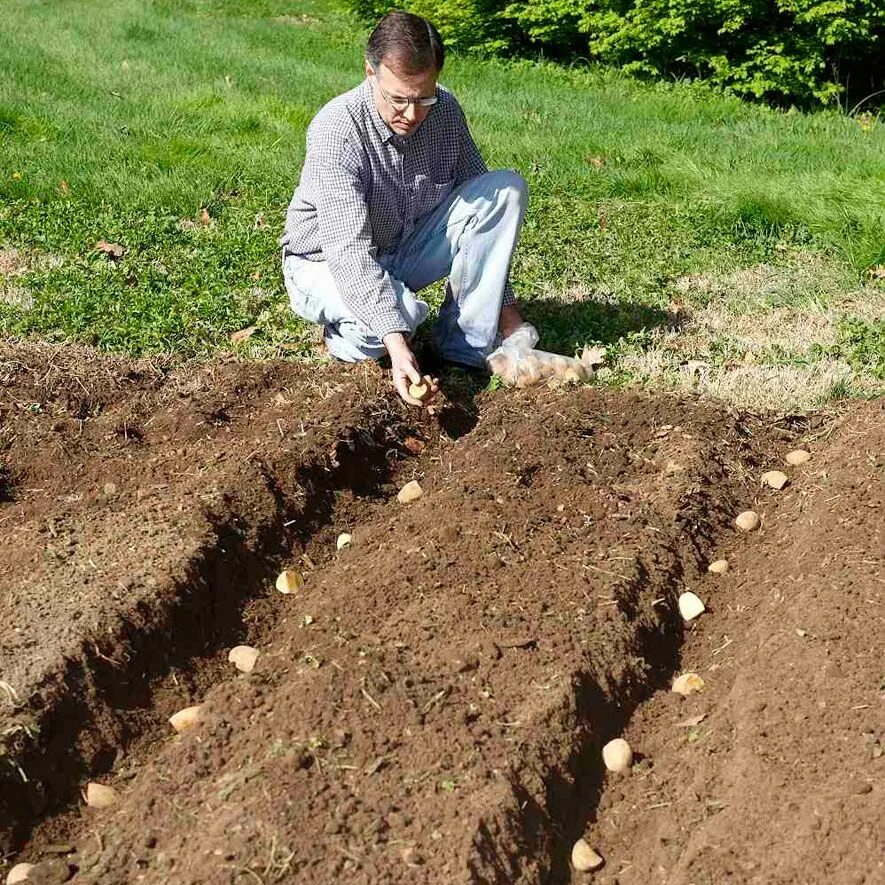 Как сажать картошку весной в открытый грунт. Посадка картофеля. Посев картошки. Картошка на грядке. Посадка картофеля на приусадебном участке.