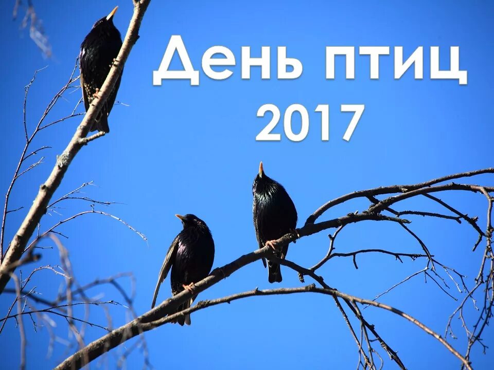 Еще две недели птицы. День птиц. Международный день птиц. День птиц надпись. Заставка день птиц.